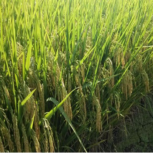 广两优676超级稻杂交水稻种子优质高产广两优