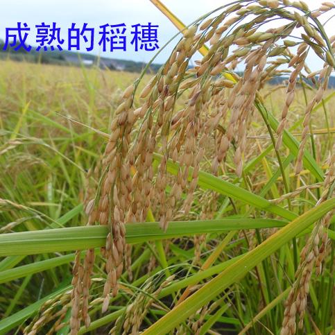 专业供应优质水稻