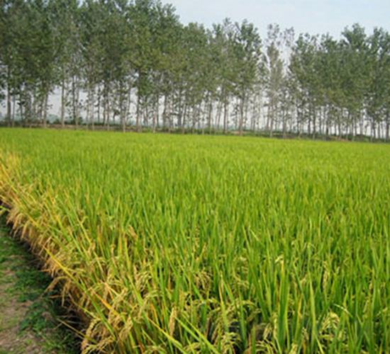 紫优占水稻种子理想种业