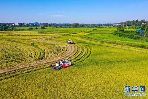 河南光山 5.2万亩再生水稻喜获丰收